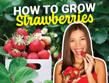 Strawberry Cover