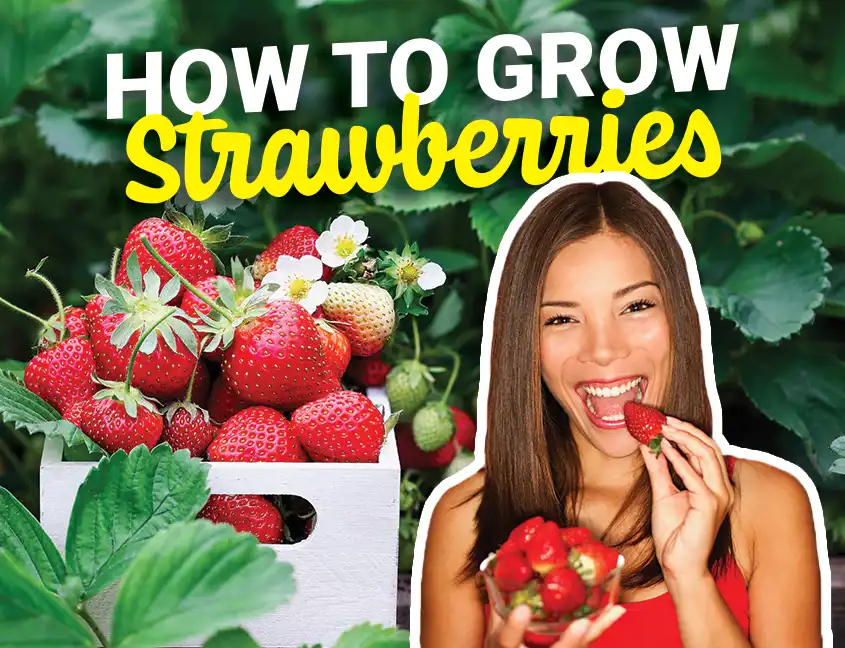 Strawberry Cover