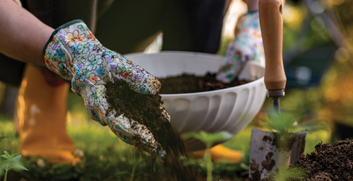 Fertilizing Your Carrots