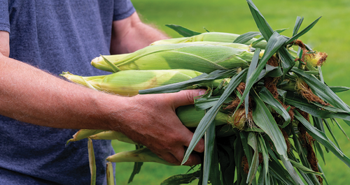 Handful of corn stalks