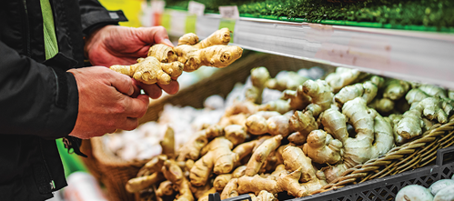 you can plant ginger root from the grocery store