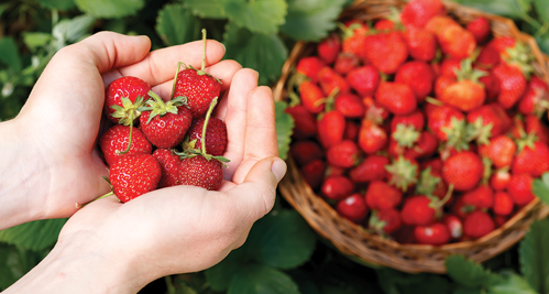Harvest the berries