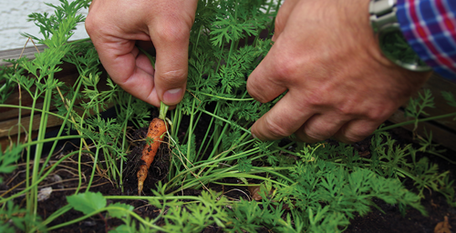 Thinning Your Carrots