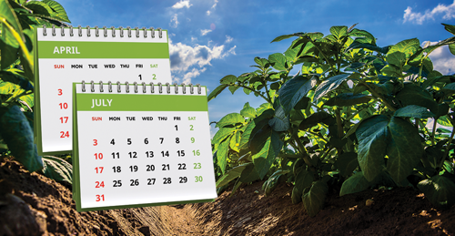 What month do you plant potatoes?