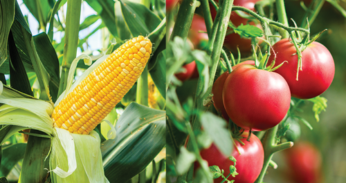 Plant corn next to tomatoes?