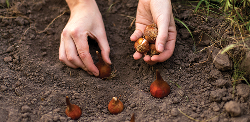 Sow your seeds