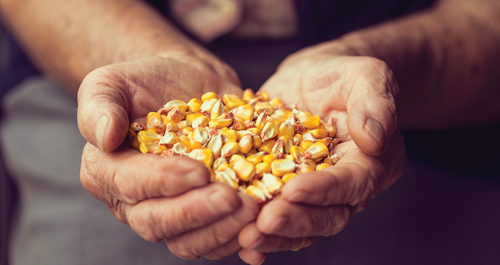 Choose high-quality seeds