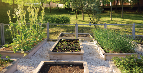 Find a sunny spot in your home garden for your tomato plants