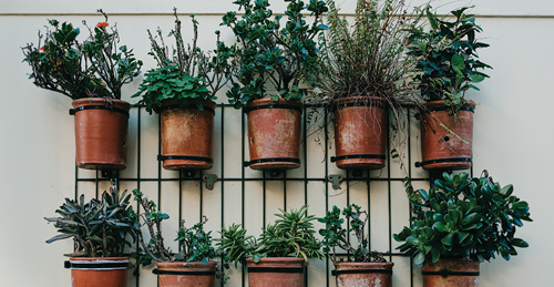 Many plants in pots mounted to a wall