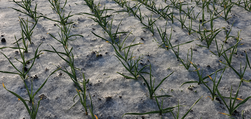 Can I leave garlic in the ground over winter?