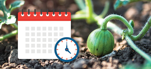 How Long does Watermelon Take to Grow