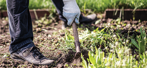 Prepare soil