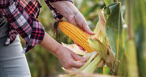 Harvesting Corn