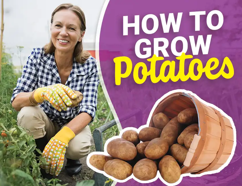 How to grow potatoes -   Viva Fresh Food