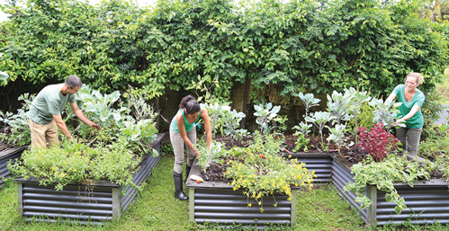 3 people working in raised vegetable garden beds