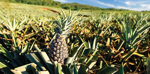 Pineapple farming journey