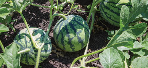 Expect to get about 4-6 watermelons from one plant