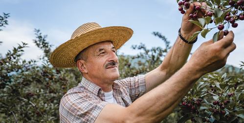 Fruits That Thrive in Partial Shade