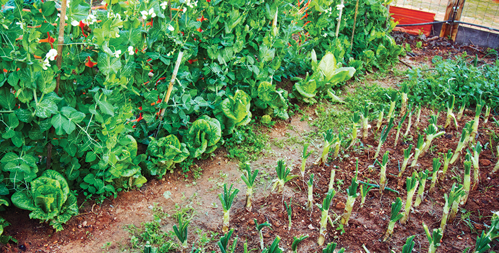 Companion Planting
