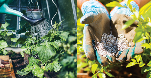 fertilize with a balanced fertilizer