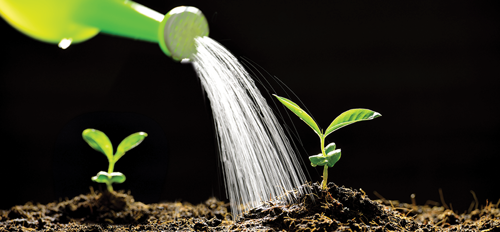 Broccoli needs consistent watering