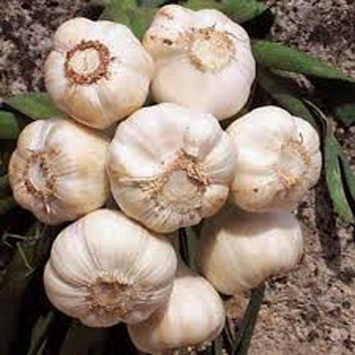 Garlic Bulb (SOFTNECK)