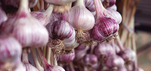 Dry the garlic in a cool, dark place