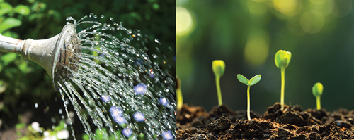 Water the Brussel Sprout Seeds