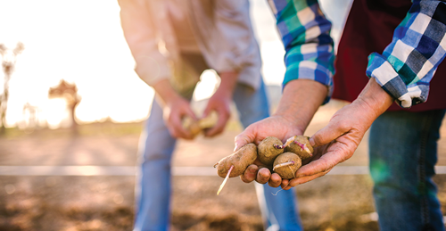 Planting a whole potato in the ground is possible