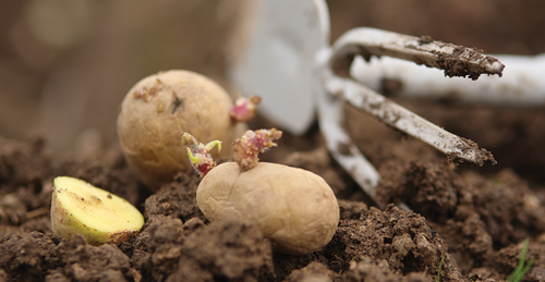 You can plant potatoes directly in the ground