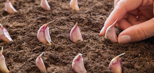 Plant the garlic cloves