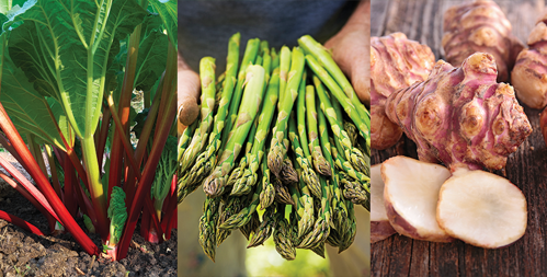 Perennial Vegetables