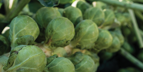 start with quality seeds and provide your plants with plenty of space, regular fertilization, and consistent moisture