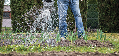 Keep the soil consistently moist