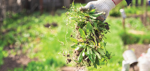 Remove any weeds or debris