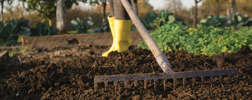 Prepare the soil by adding organic matter