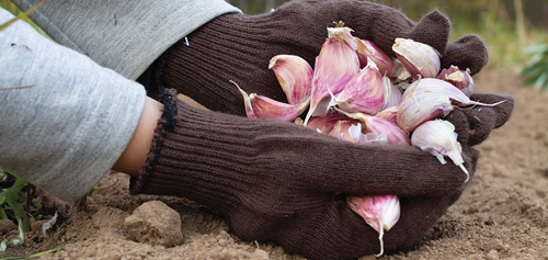 garlic harvest