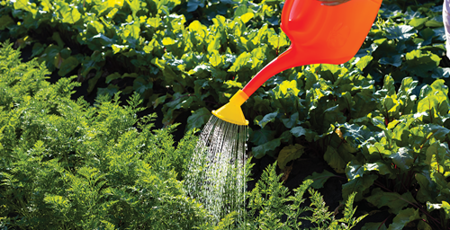Watering Your Carrots