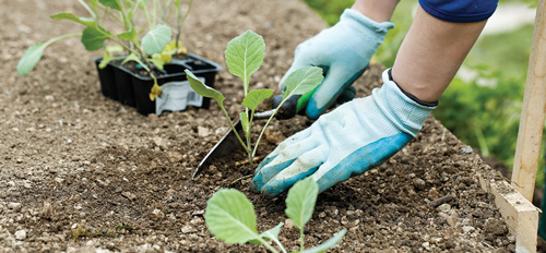 Make sure to mulch around the plants