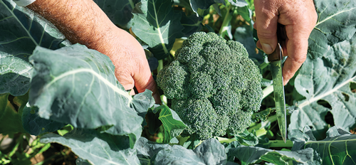 Harvesting broccoli
