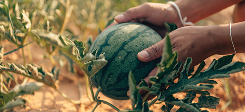 watermelons will take anywhere from 50-80 days to mature