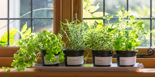 Four plant pots with various herbs sitting on a sunny windowsill