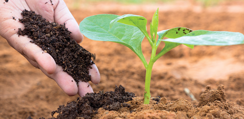 Hand pouring compost onto a plant in a garden