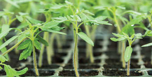 Tomato Seedlings