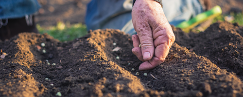 Plant the Brussel Sprout seeds