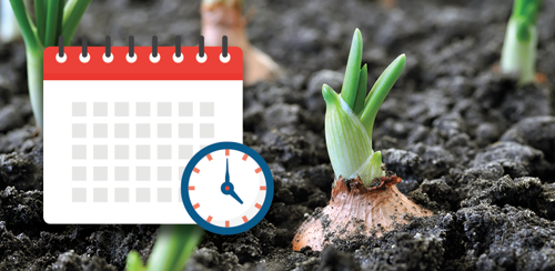 How Long Does it Take to Grow an Onion