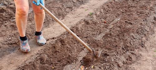 Sow the seeds