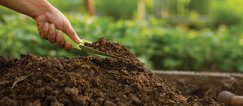 Asparagus plants need well-drained soil