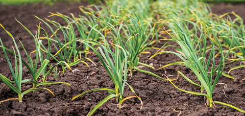 When the leaves start to yellow and the bulbs begin to swell, it's time to harvest