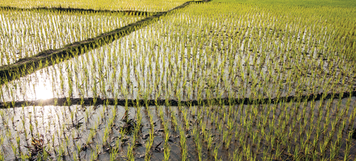 Rice needs quite a bit of water to grow